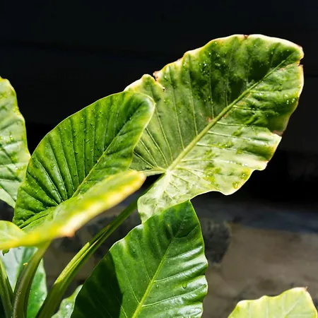 Casa Petra Dom wakacyjny